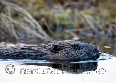 BB 11 0149 / Castor fiber / Bever